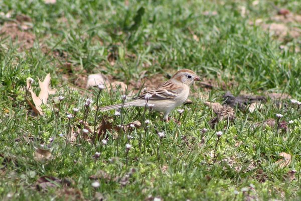 Field sparrow - DeKorte Park, NJ.JPG