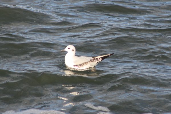 Bonaparte's Gull - Avalon Sea Watch.JPG