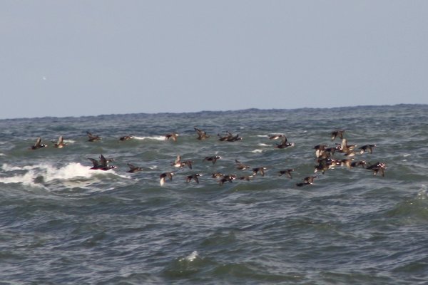 Surf scoters (with black scoters) - Avalon Sea Watch, NJ.JPG