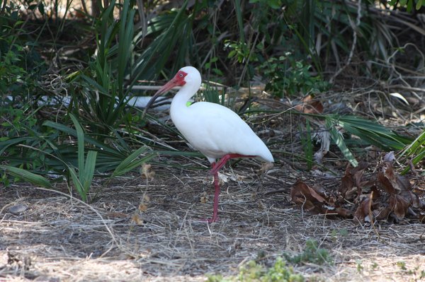 White ibis - Sand Key Park, Fl.JPG