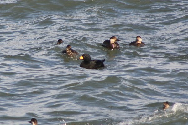 Black scoter - male and females - Avalon Sea Watch, NJ.JPG