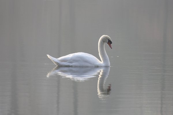 Mute swan - Franklin Lakes Nature Preserve, NJ.JPG