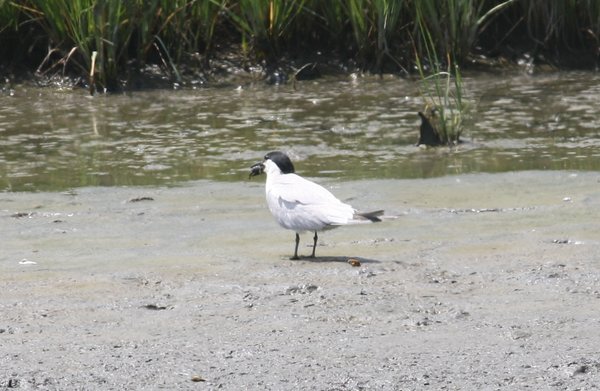 Gull-billed tern - Edwin B Forsythe Wildlife Refuge, NJ.JPG