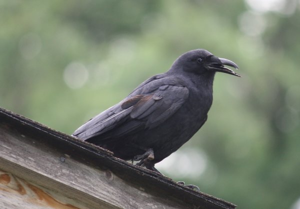 American crow - Waldwick Borough Park, NJ.JPG