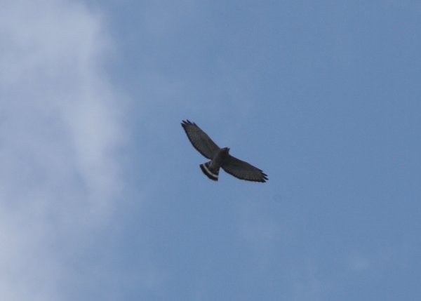Broad-winged hawk - Verona Park, NJ.JPG