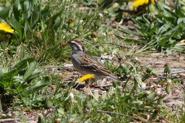 Chipping sparrow - West Orange, NJ.JPG