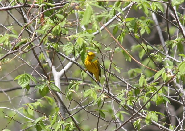 Yellow warbler - male - Celery Farm, NJ.JPG
