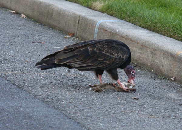 Turkey vulture - Waldwick, NJ.JPG