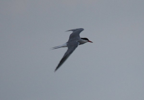 Common tern - Long Beach Island, NJ.JPG
