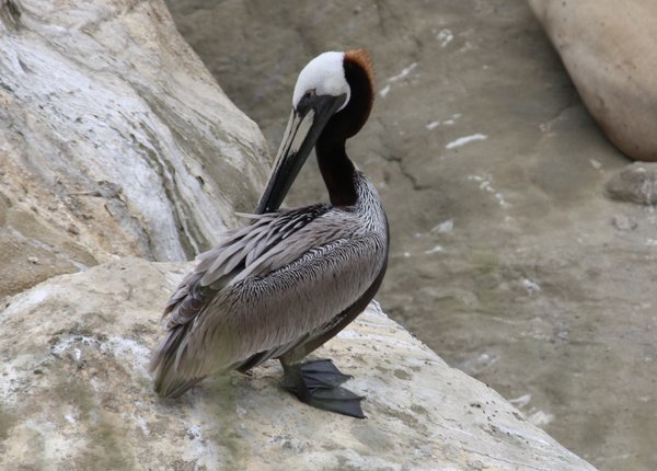 Brown pelican - La Jolla, CA.JPG