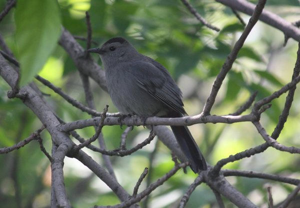 Gray catbird - Richard W DeKorte Park, NJ.JPG