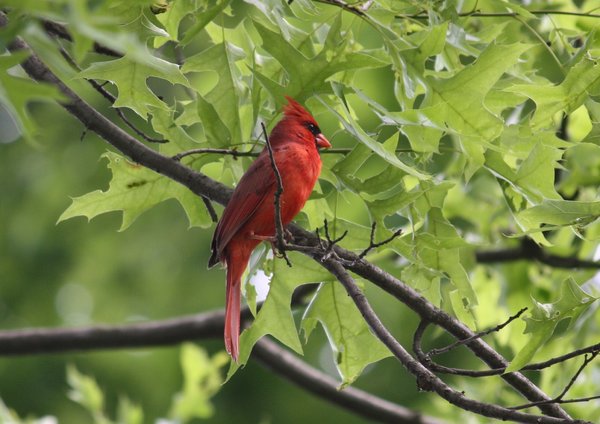 Northern cardinal - male - Waldwick, NJ.JPG
