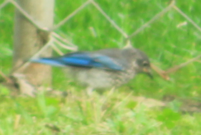 small_blue_bird.png