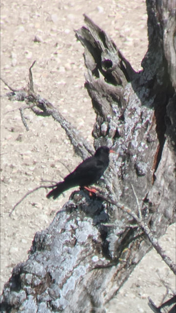 FRANCE RED BILLED CHOUGH.PNG