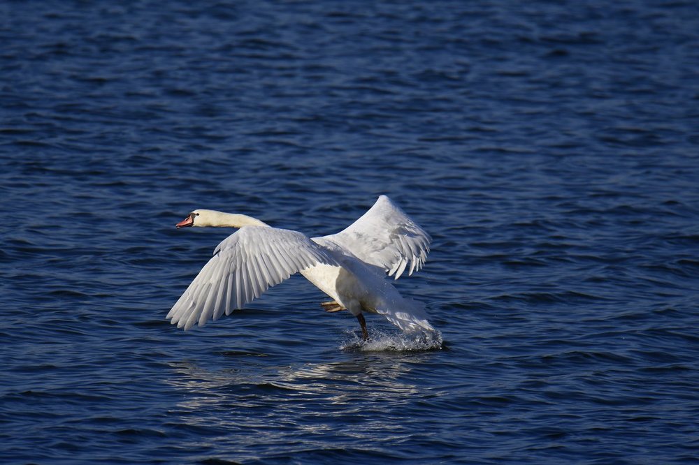 Swan in flight.jpg