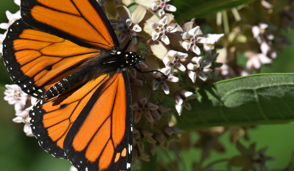 7_5_2018 Monarch DSC_3401.jpg