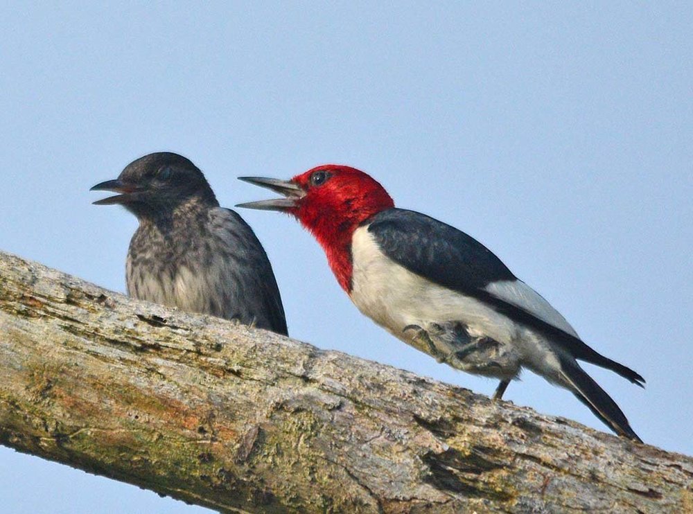 Red Headed Woodpecker 2018-49.jpg