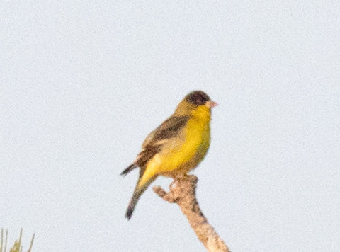bird yellow.jpg