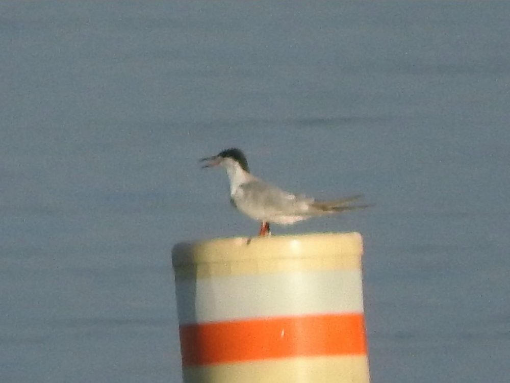 Tern sp. 2 8-26-18.JPG