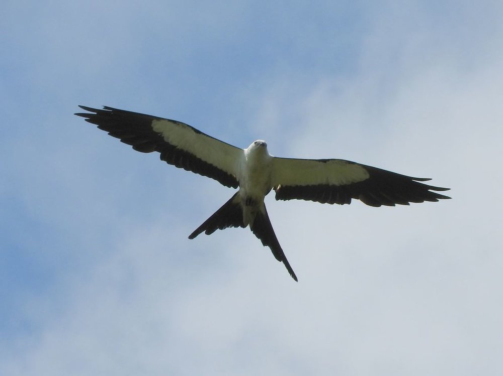 Swallow-tailed Kite 1 8-11-18.JPG