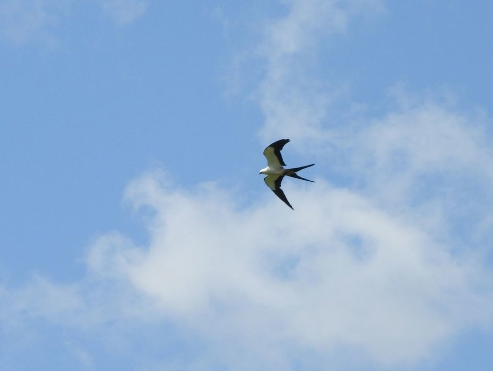 Swallow-tailed Kite 3 8-11-18.JPG