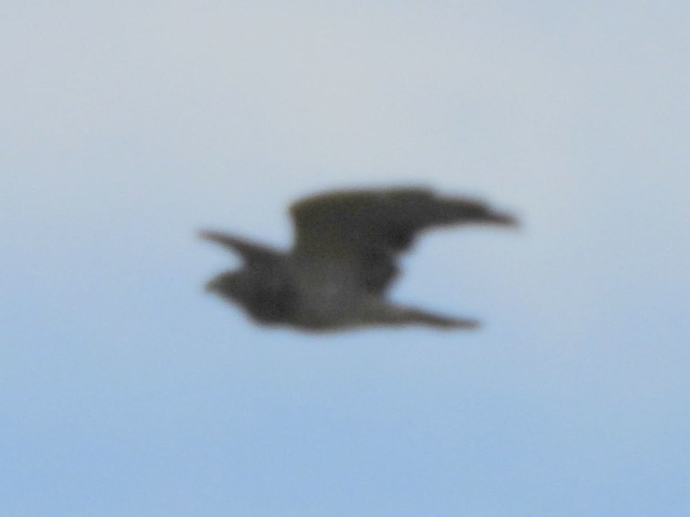 Hawk species 4.JPG