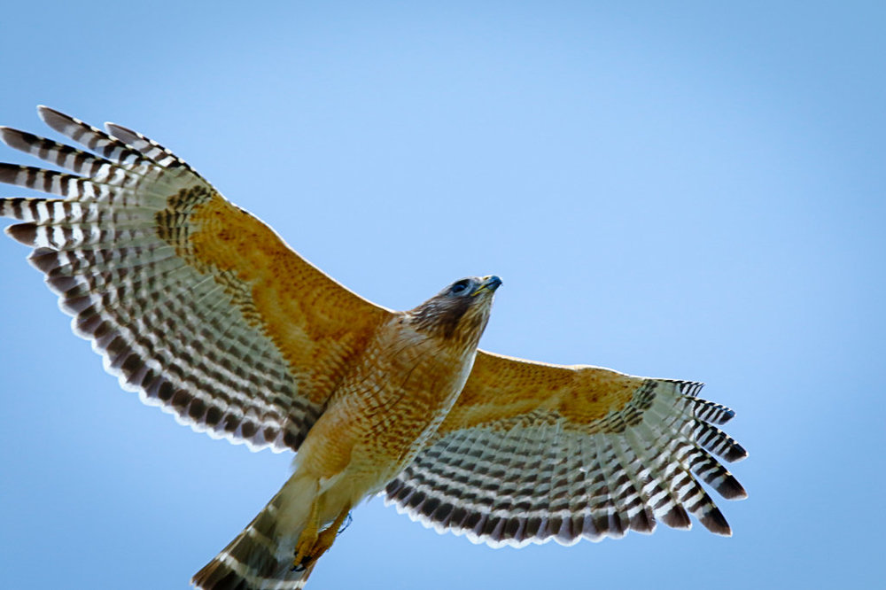 RS Hawk. Last of 7D2.jpg