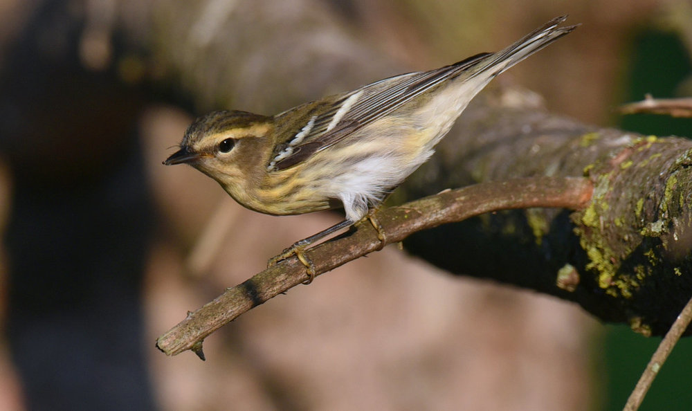 8_16_2018 Blackburnian Female  DSC_0156.jpg