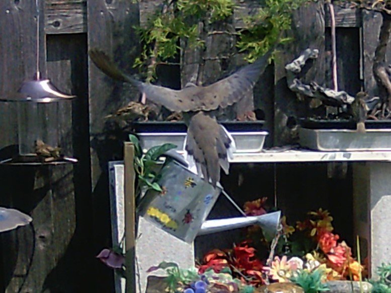 Hawk takes Sparrow - Close up.jpg