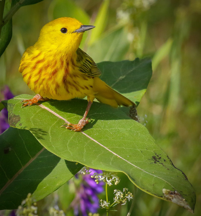 Yellow Warbler.1.jpg