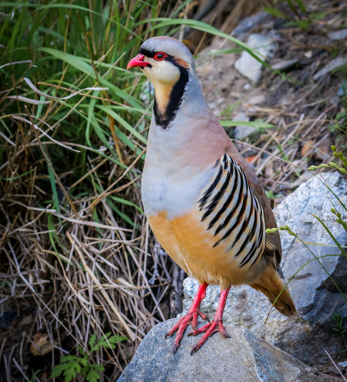 Chukar.jpg
