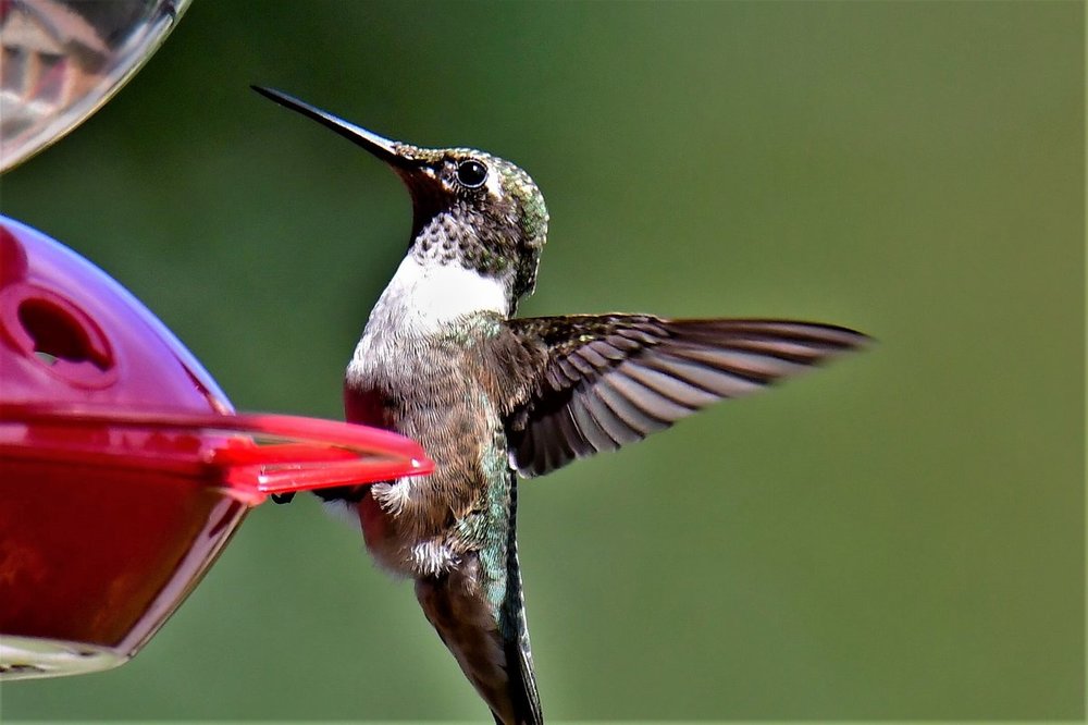 Hummingbird_2.jpg