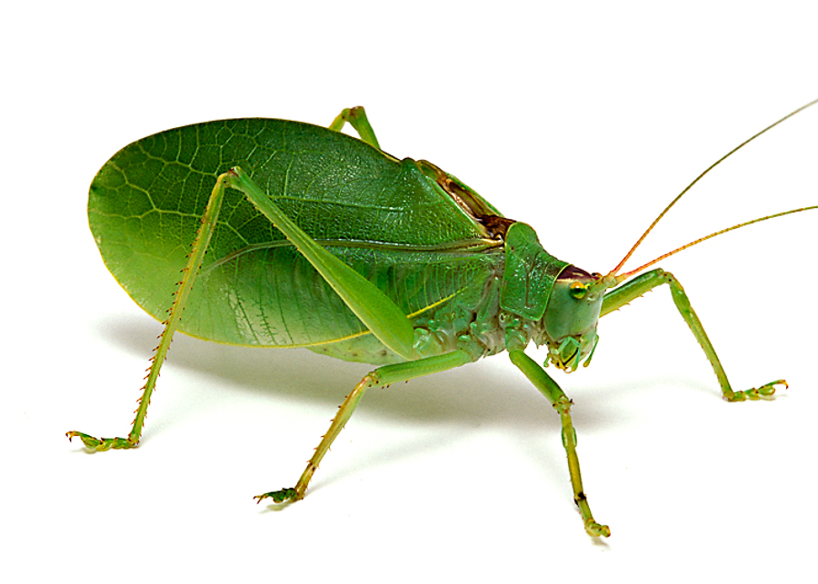 image.png.aecaf6081f9c8d18e5d598442a607180.png