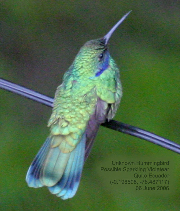 Unk Hummingbird 060609 quito wb.jpg