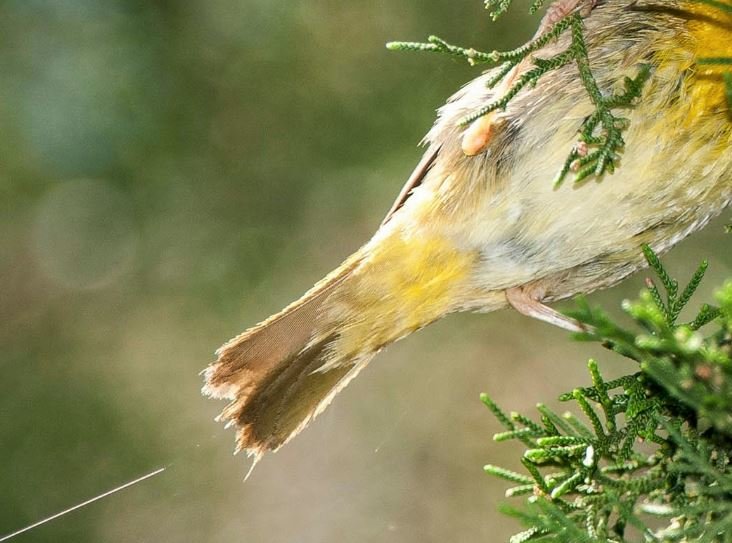 Common Yellowthroat from Warbler Guide.JPG