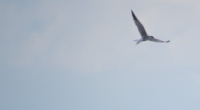 tern gull billed perhaps (5) copy.jpg