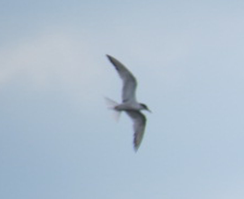 tern gull billed perhaps 300 dpi (3) copy.jpg