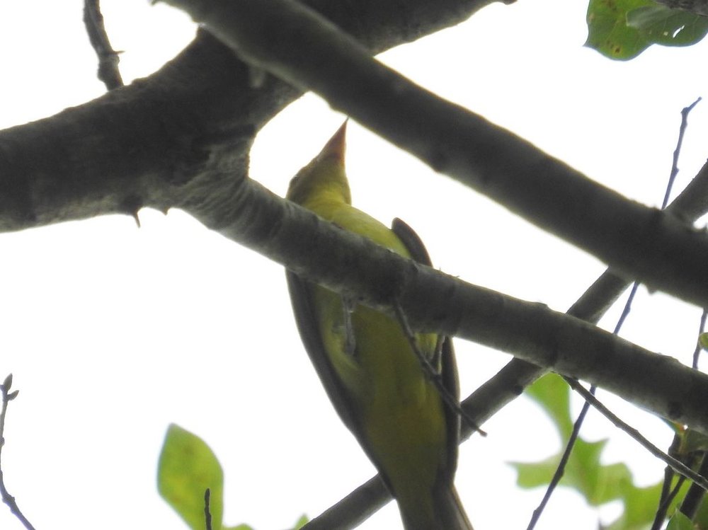 Yellow bird 2 9-13-18.JPG