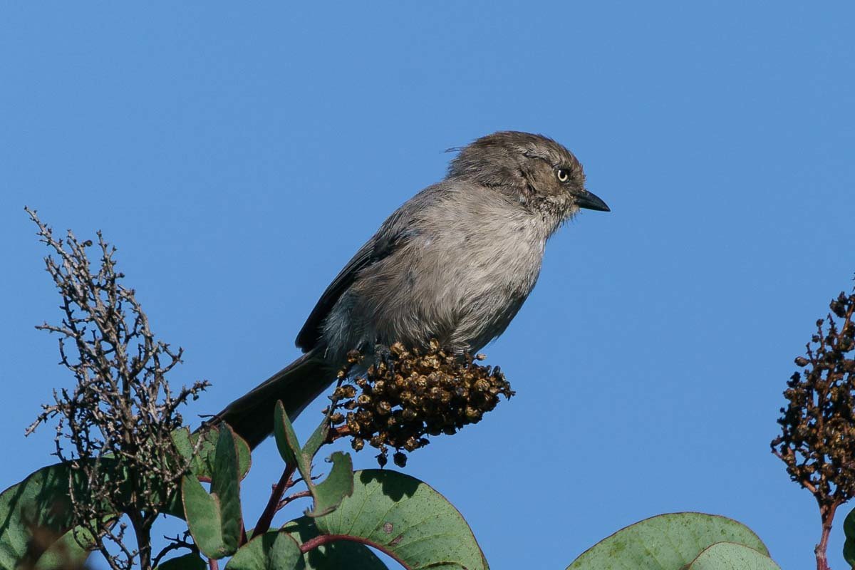 Small brown bird with yellow eyes. What is it? Help Me Identify a