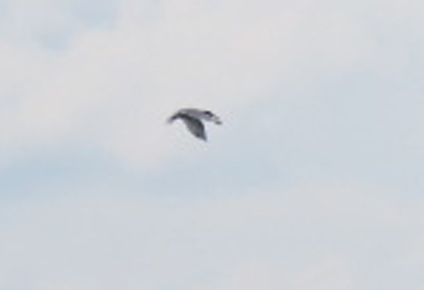 tern gull billed perhaps (4) copy.jpg