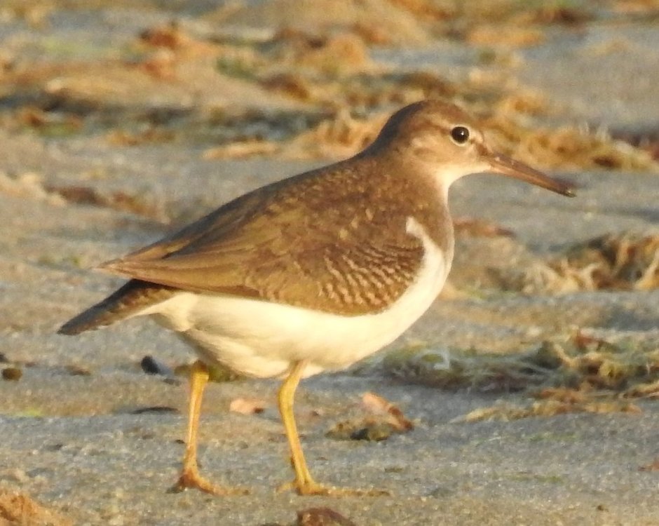 sandpiper katama 2.jpg