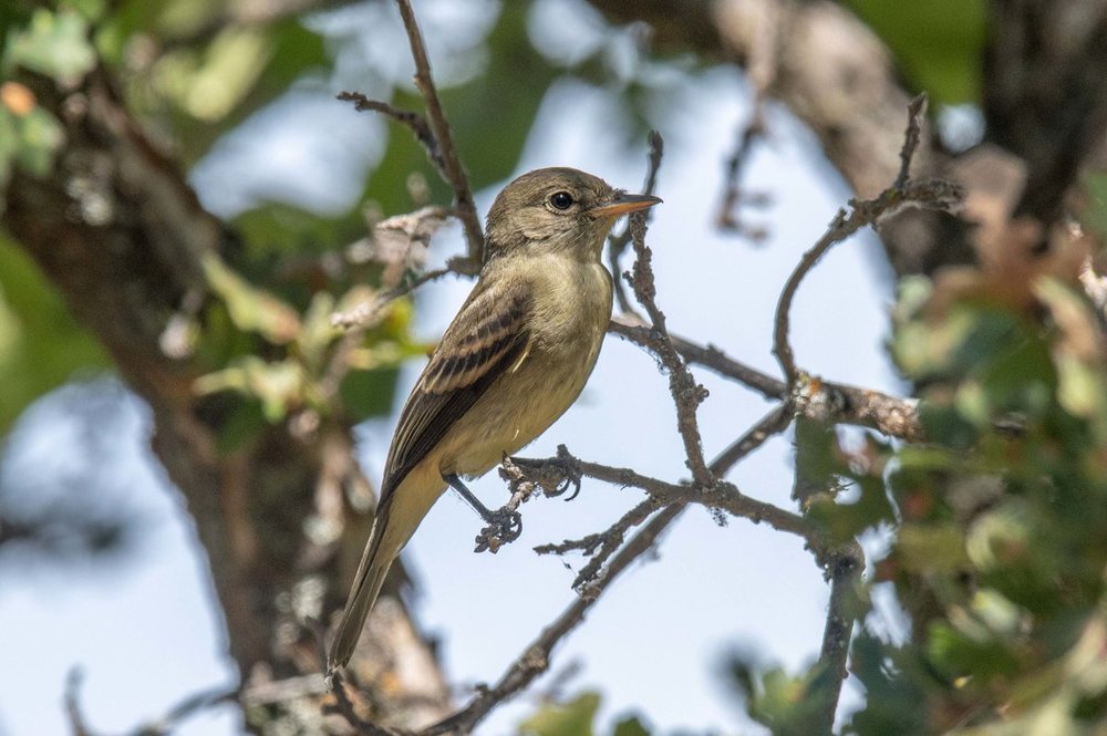 Flycatcher.jpg