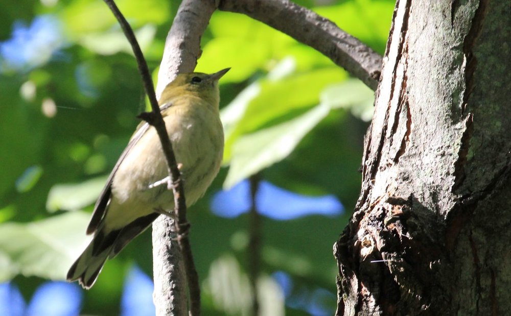 Warbler.jpg