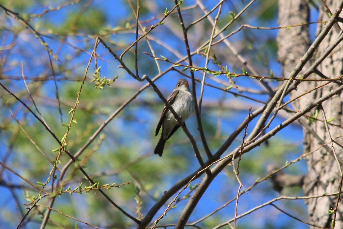 grey and white tiny bird, Ontario, May Help Me Identify a North
