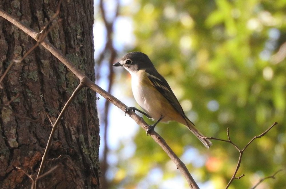 Vireo sp 1 10-31-18.JPG