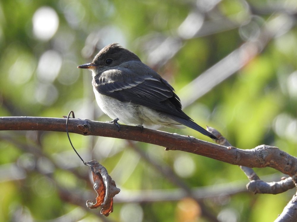 Peewee or phoebe? - Help Me Identify a North American Bird - Whatbird ...