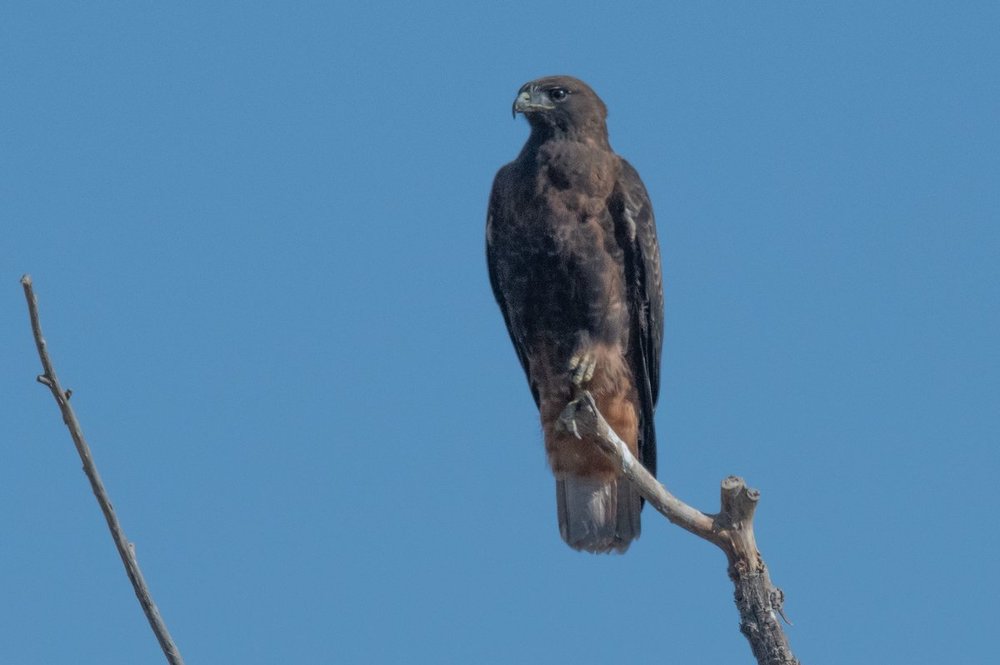 Hawk.thumb.jpg.fb14e9bd7c0ec84c0ea53ff7156b0199.jpg