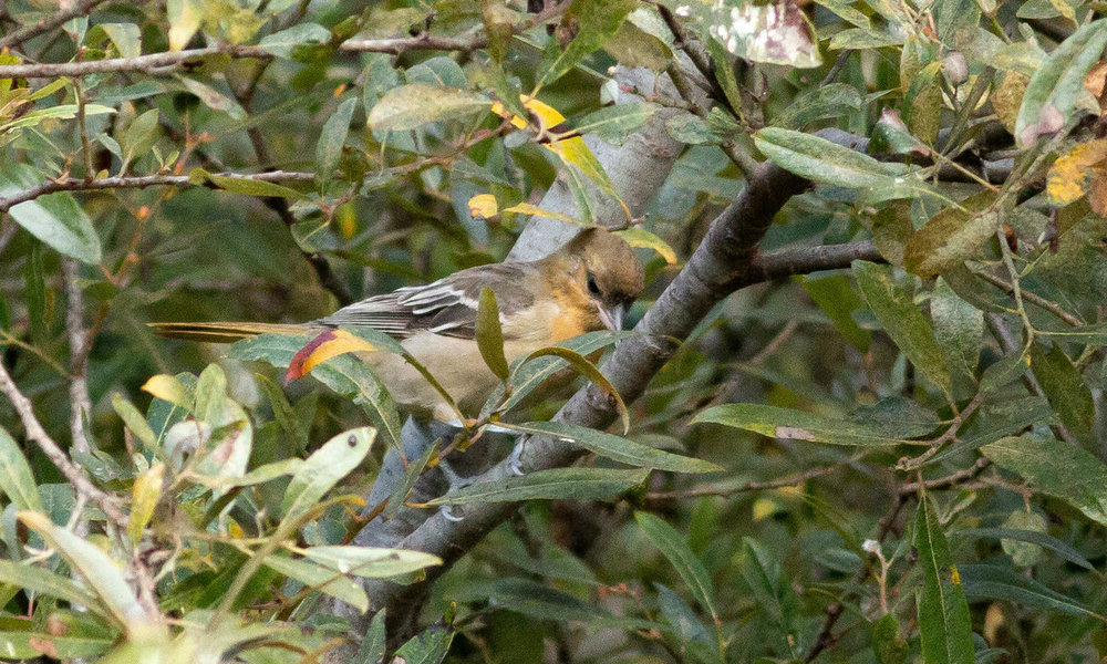 IMG_4788.jpg
