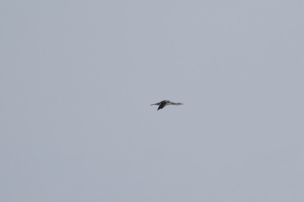 Red-throated Loon in flight.jpg
