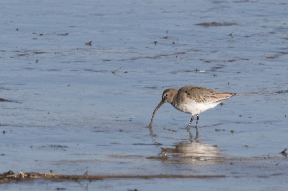 Red Knot for ID.jpg